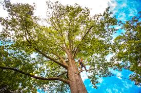 How Our Tree Care Process Works  in  Wabash, IN