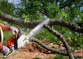 Tree and Shrub Care in Wabash, IN