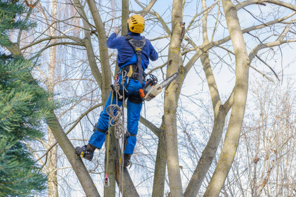 Best Leaf Removal  in Wabash, IN